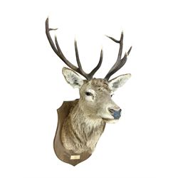  Taxidermy: Red Deer (Cervus elaphus), adult male imperial stag shoulder mount looking straight ahead, ten point antlers, mounted upon a shaped wooden shield, D65cm