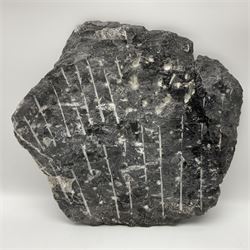 Orthoceras fossil group, age: Devonian period, H33cm, L30cm