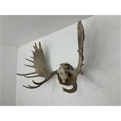 Antlers/Horns: North American Moose Antlers (Alces alces), adult bull moose antlers upon tree section plaque, overall approximately H95cm L135cm