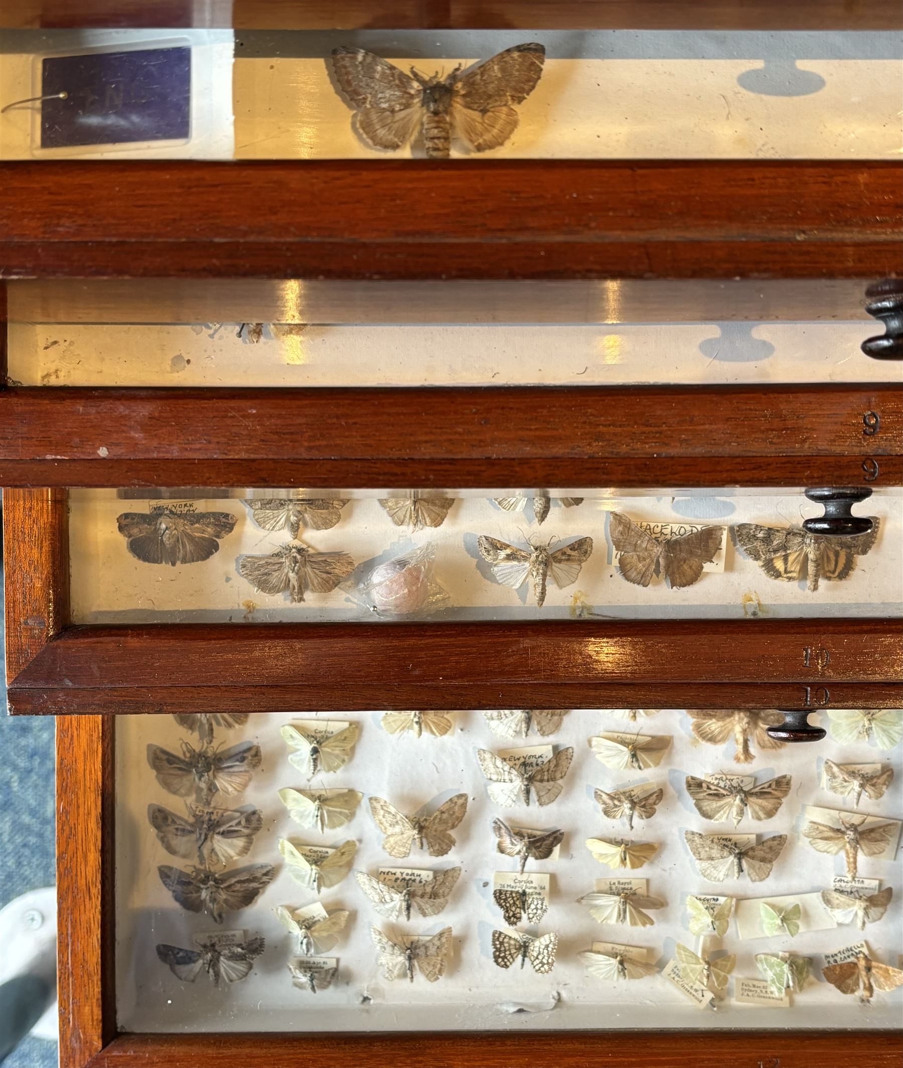 Entomology: Entomology Collectors Cabinet, housing a collection of approximately one thousand moths of the world specimens, a twenty drawer mahogany collectors cabinet, each draw with protective glass cover, enclosed within a fine quality flame mahogany cabinet with single hinged door, inside the door makers label reads 'J. Thorne cabinet maker ... insect cabinet and entomology boxes of every description made on the most improved principles and on the shortest notice', cabinet H122, W51cm D48cm, draw size D41cm, L43cm, H5cm 