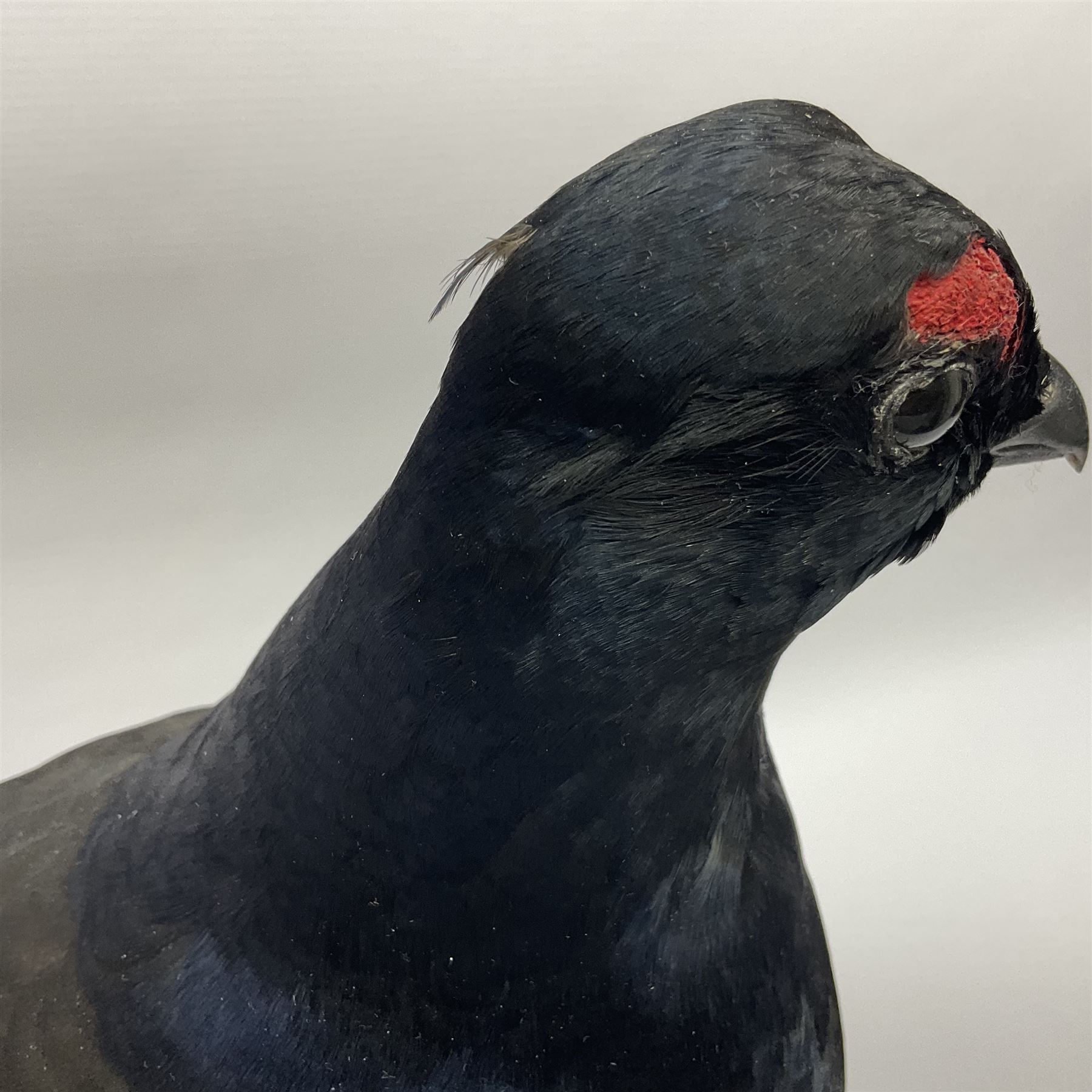 Taxidermy: Black Grouse (Lyrurus tetrix), full mount adult cockbird, open display perched upon a branch, H48cm