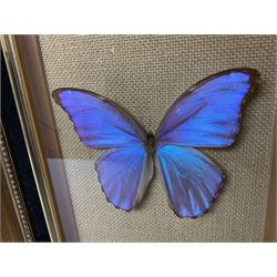 Entomology: Twelve framed displays contain thirteen specimens of tropical moths and butterflies, each mounted within gilt wall hanging picture frames of various sizes, specimens including Morpho Godarti, Caligo idomeneus, Cisseis morpho, Cathosia biblis etc, largest L35cm W30cm 