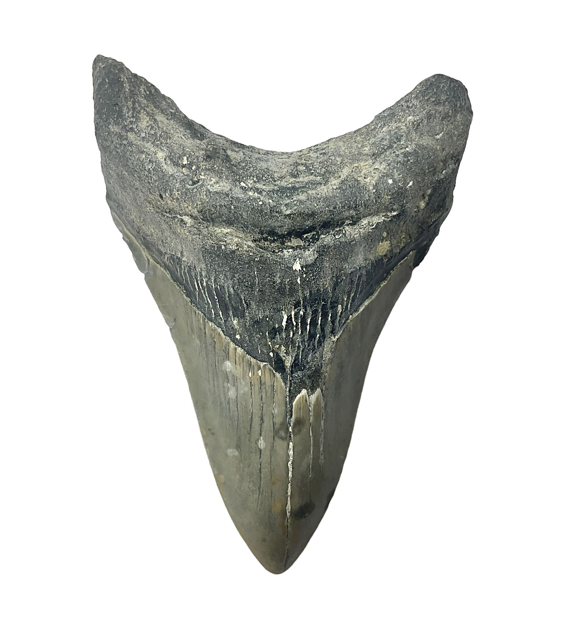 Megalodon (Otodus Megalodon) tooth fossil, age; Miocene period, H9cm, W7cm