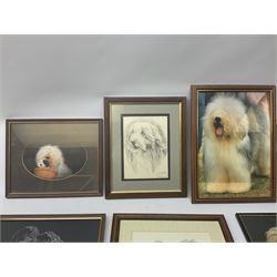 English School (20th century): Old English Sheepdog Puppy, watercolour signed and dated together with a box of prints and photos also relating to Old English Sheepdogs