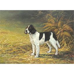 Mike Nance (British Contemporary): Portrait of a Spaniel, oil on board signed  43cm x 59cm