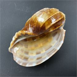 Conchology: selection of shells, including gold pearl oyster shell, mother of pearl turbo marmaratus shell, Cypraecassis Rufa red helmet shell, Mitre shell, Paua shell and others, largest D19cm