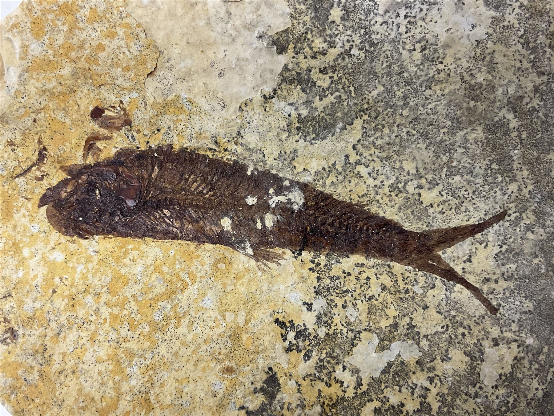 Three fossilised fish (Knightia alta) each in an individual matrix, age; Eocene period, location; Green River Formation, Wyoming, USA, largest matrix H10cm, L13cm, and polished ammonites