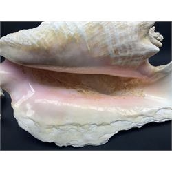 Conchology: selection of conch shells, to include horned examples, largest H17cm, L24cm