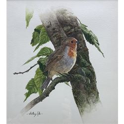 Anthony Gibbs (British 1951-): Robin on a Branch, watercolour signed 26cm x 23.5cm