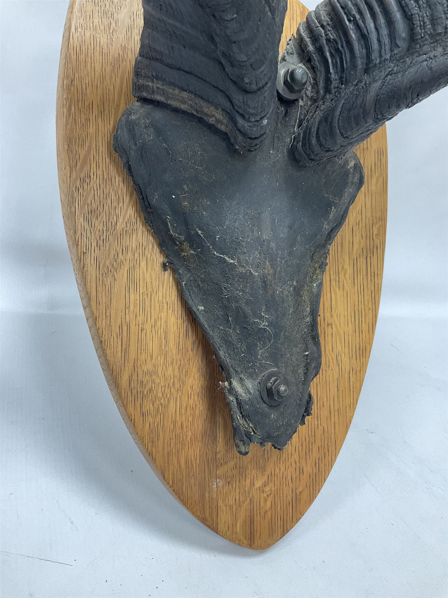 Antlers/Horns: Greater Kudu (Tragelaphus Strepsiceros), Pair of Kudu curved horns on partial skull, mounted on an oak shield, H120cm