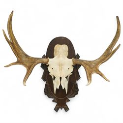 Antlers/Horns: North American Moose Antlers (Alces alces), upon partial skull on oval wood...