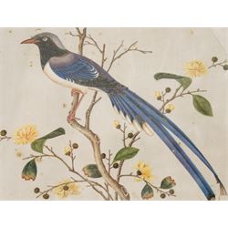 Chinese School (19th Century): Study of a Magpie on a Branch, body colour on rice paper 18cm x 24cm