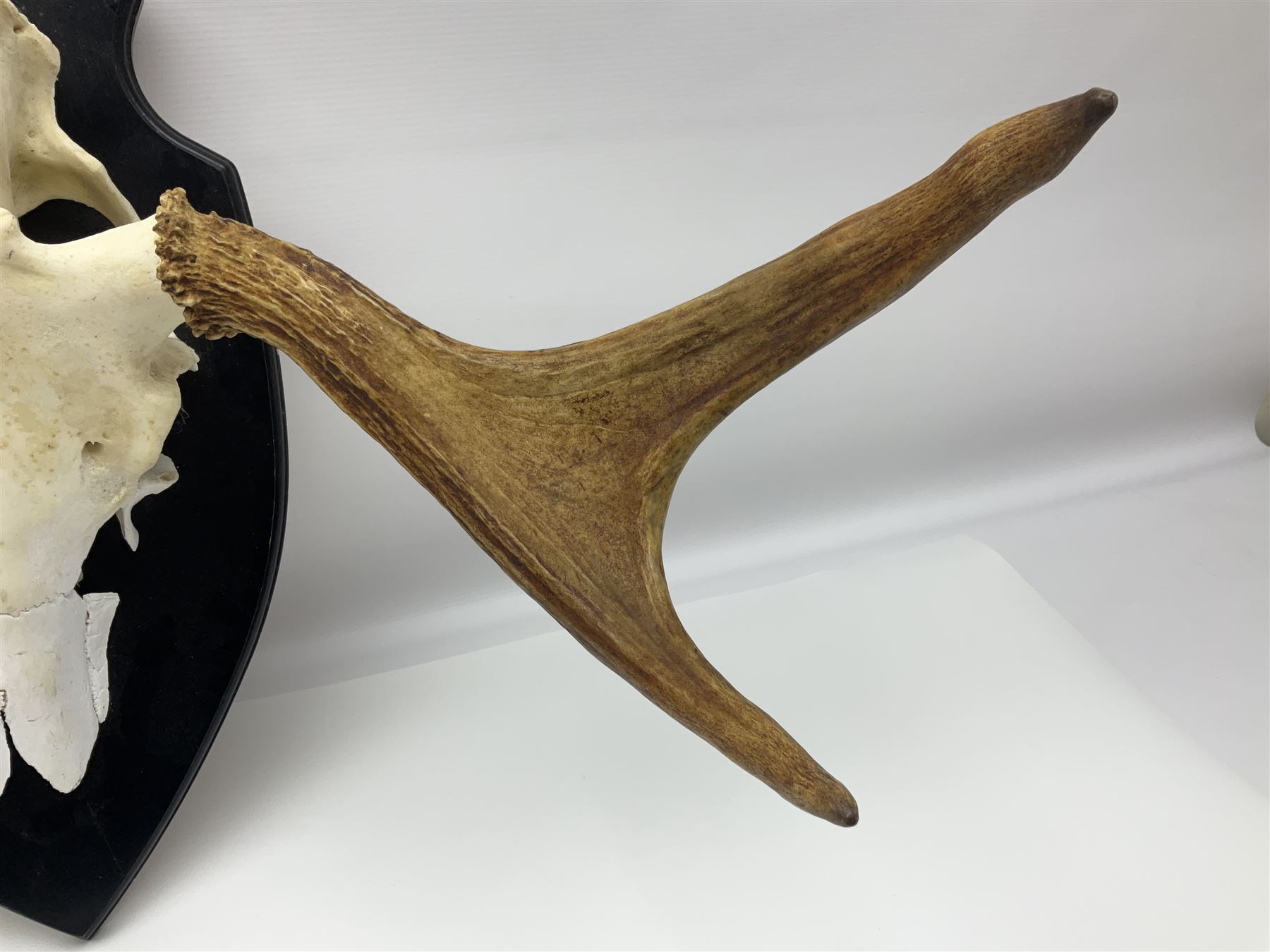 Antlers/Horns: Pair of European Moose (Alces alces) horns with upper skull, mounter upon a wooden shield, H45cm