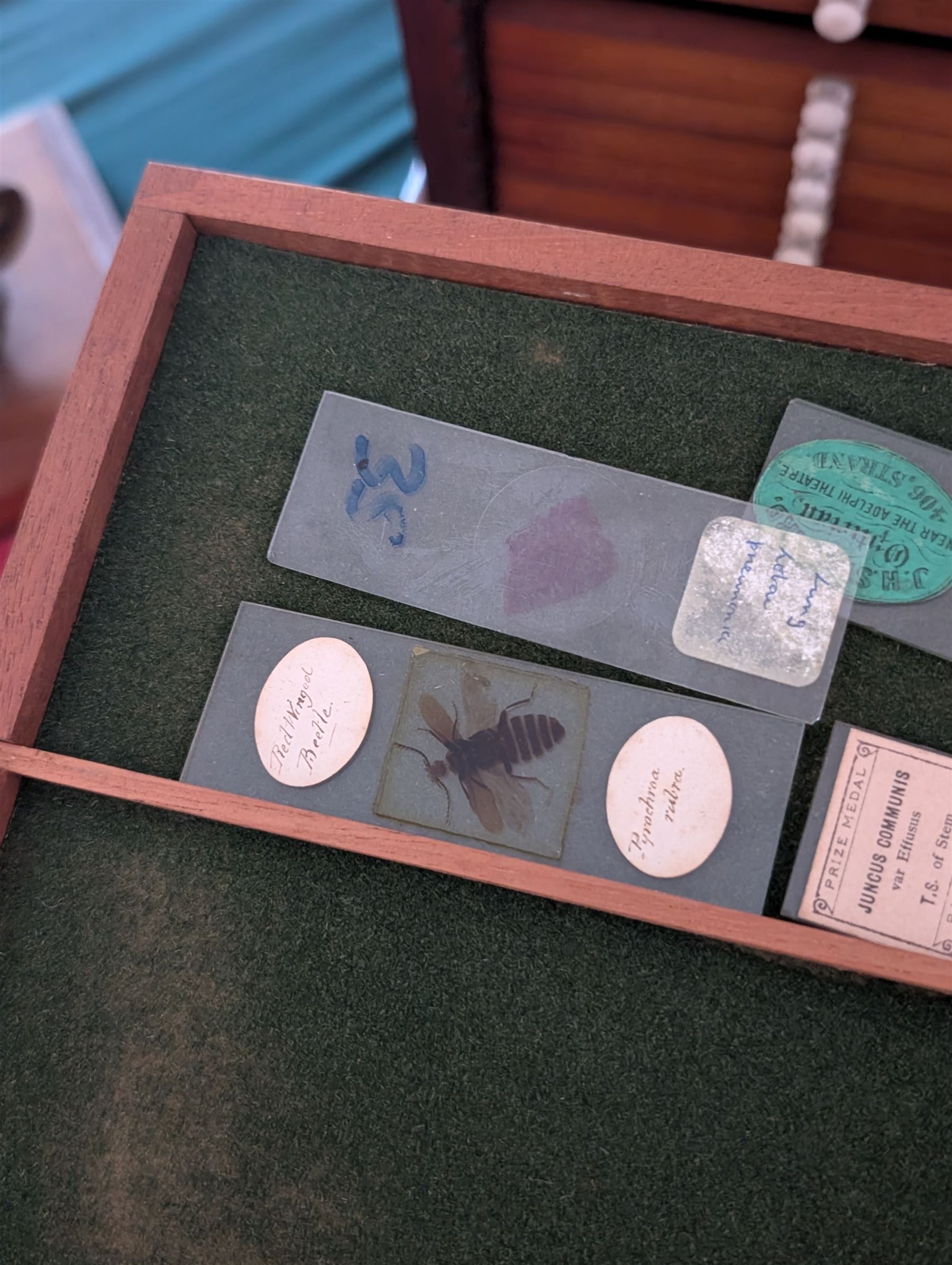 Victorian collector's specimen cabinet, containing a number of prepared microscope slides including miniature photographs, animal and human pathological, physiological and histological specimens and botanical specimens, mostly annotated in ink, the cabinet with glazed door, the drawers with bone handles and lined with green felt, owned by Dr Arthur Bristow, together with a picture of the doctor, cabinet H43cm