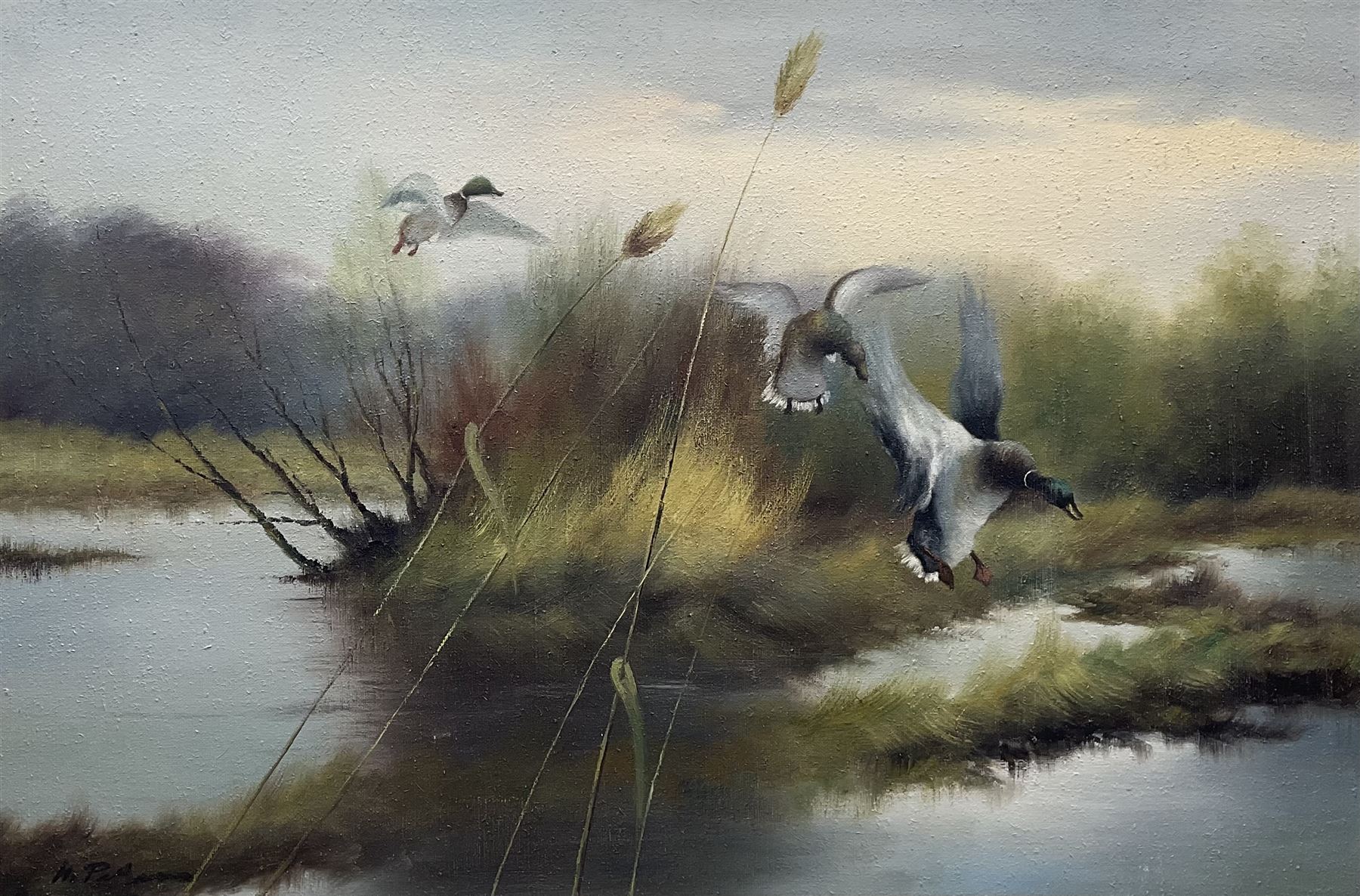 H Pezim (German 1941-): 'Alighting' Mallard coming into Land, oil on canvas signed, label verso and accompanying letter 'John Magee Ltd, 4 Donegall Square West, Belfast' 60cm x 91cm