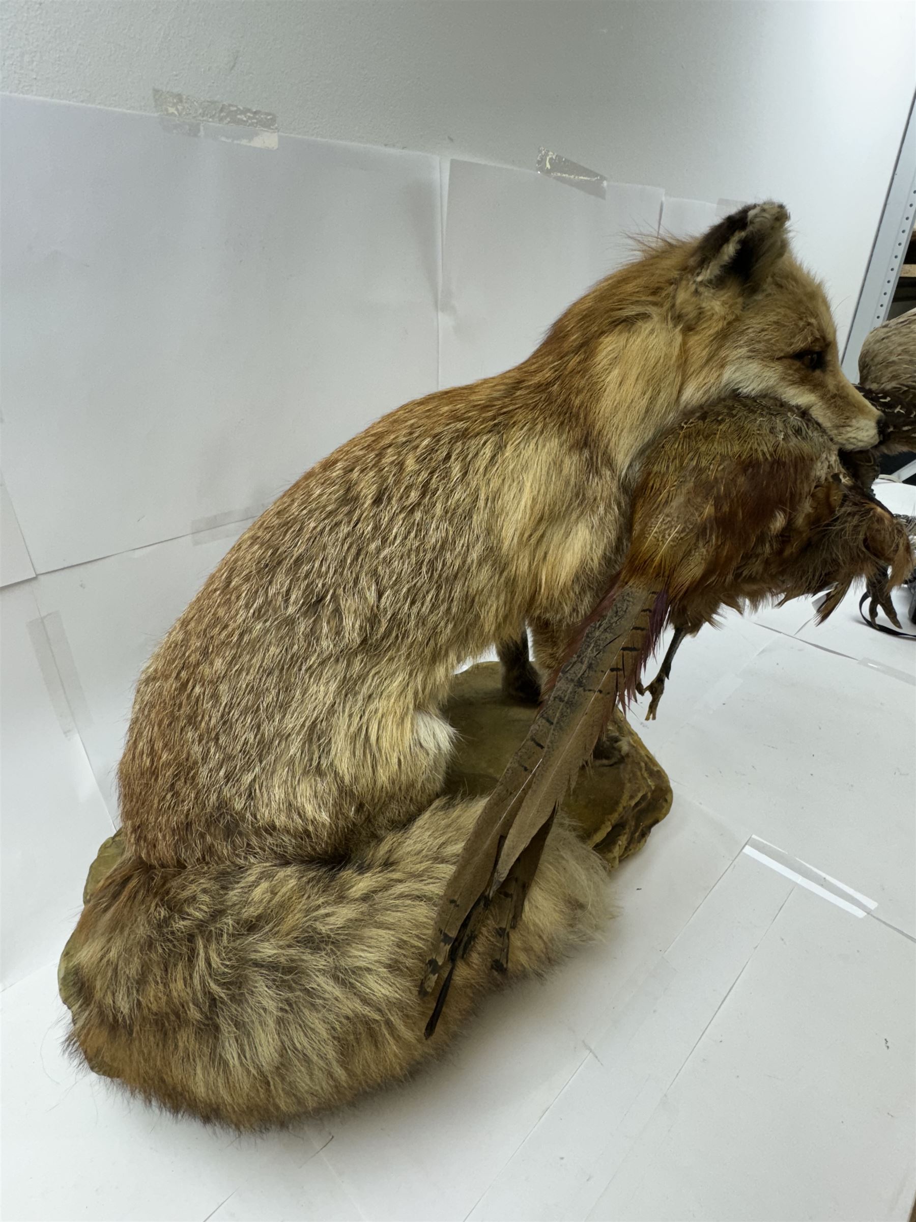 Taxidermy: Red Fox (Vulpes vulpes) with cock pheasant (Phasianus colchicus), open display upon a rocky base, H51cm