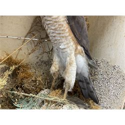 Taxidermy; Victorian cased pair of Sparrowhawks (Accipiter nisus), male and female full mounts, on a naturalistic setting, encased within an ebonised single pane display case, H40, W47cm, D19.5cm