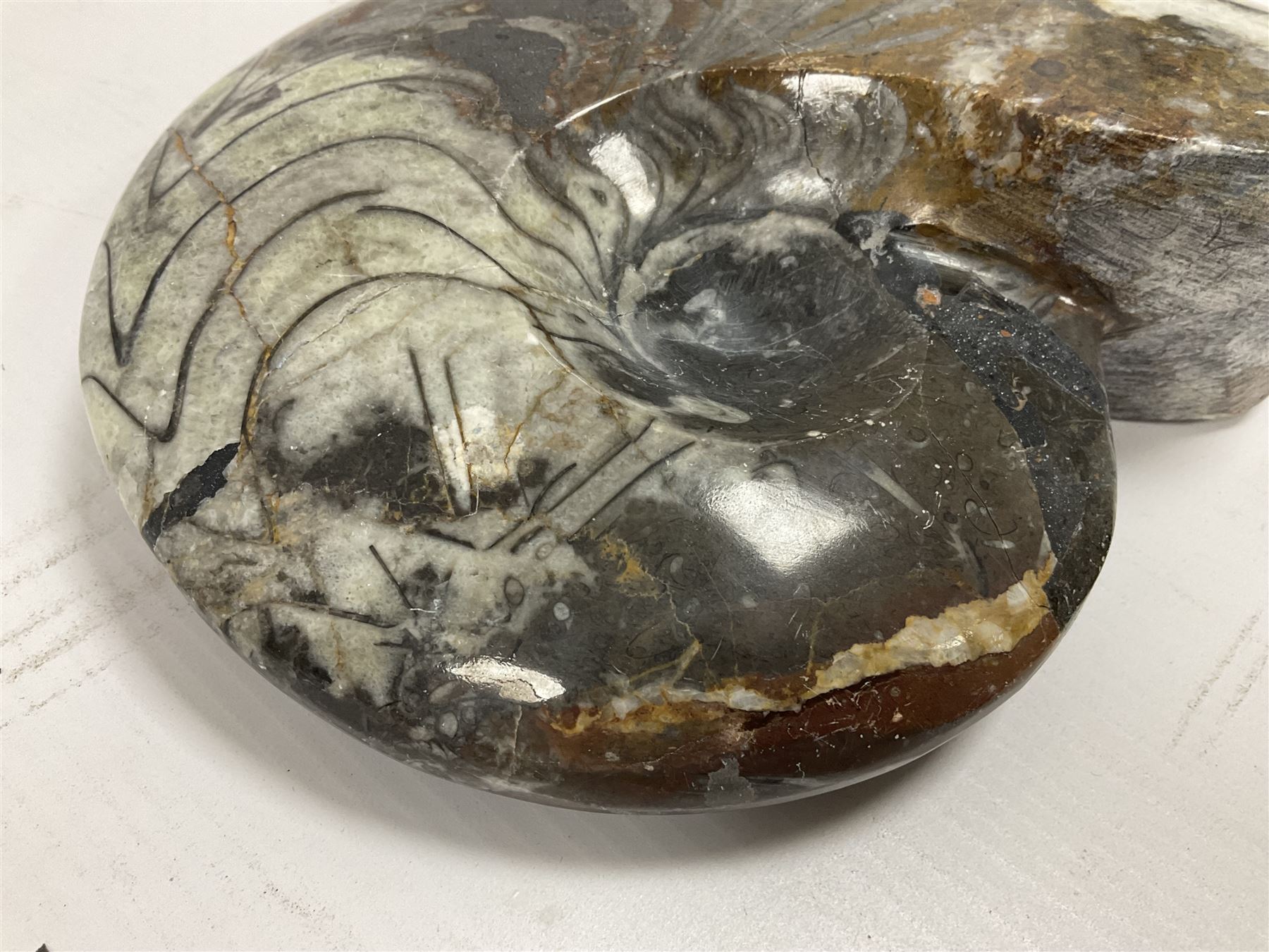 Large polished goniatite, age Devonian period, location Morocco, H16cm, L22cm