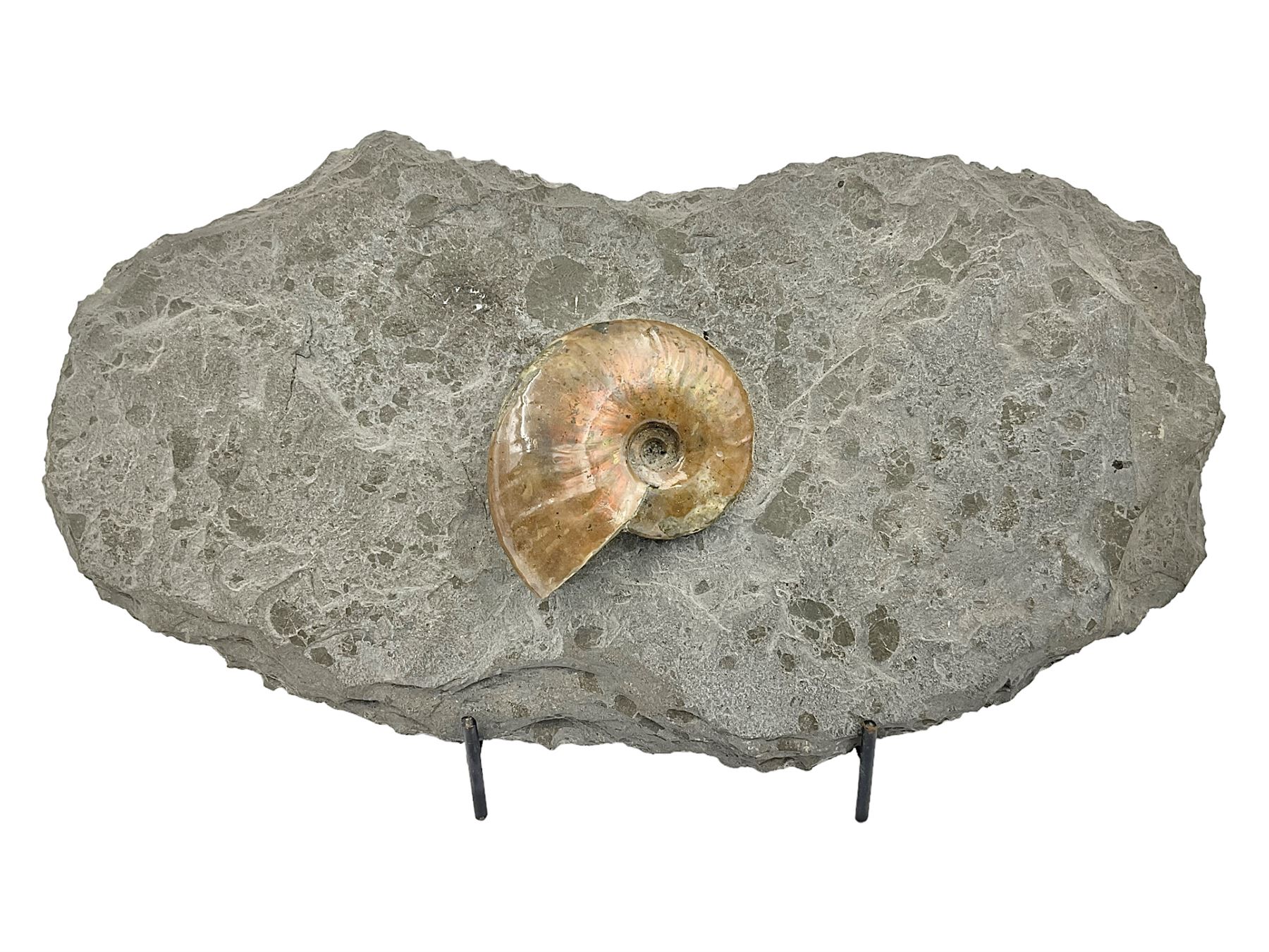 Cleoniceras opalised ammonite upon a slate display matrix, with metal stand, age; Cretaceous period, location; Madagascar, matrix H16cm, L32cm