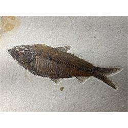 Four fossilised fish (Knightia alta) in a single matrix, age; Eocene period, location; Green River Formation, Wyoming, USA, matrix H25cm, L31cm