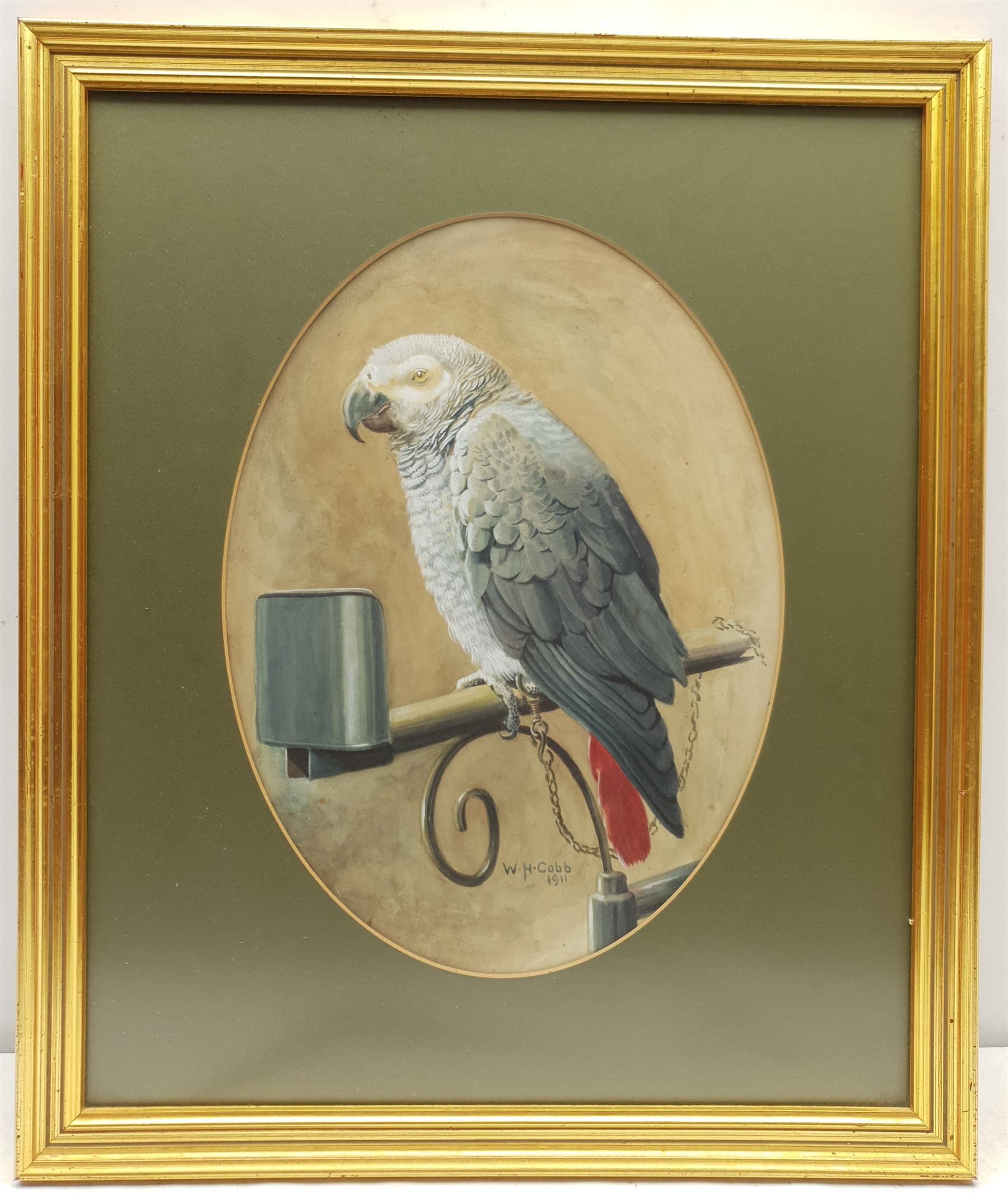 Walter Herbert Cobb (British 1890-1955): African Grey Parrot, watercolour signed and dated 1911, 28cm x 38cm