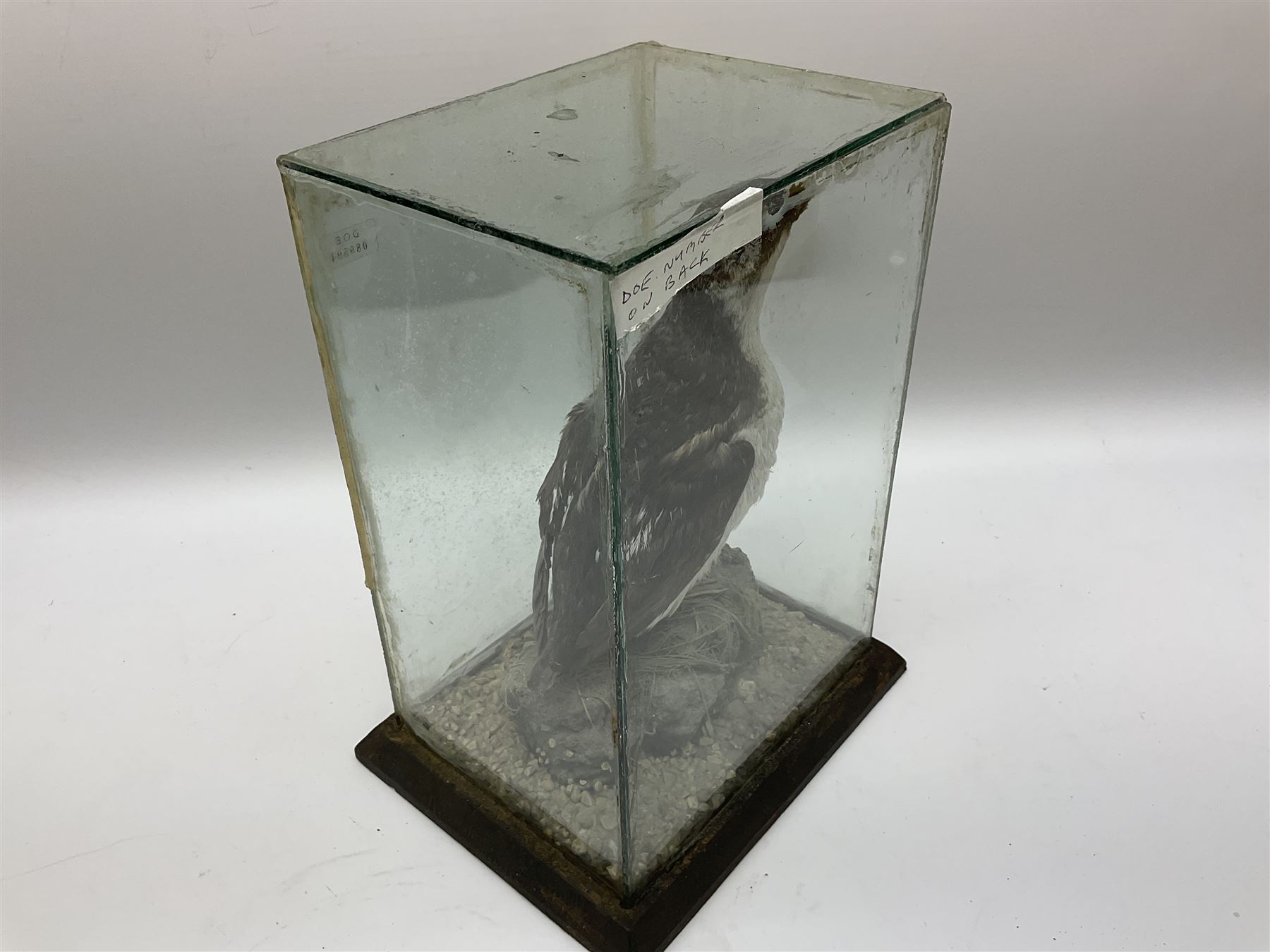 Taxidermy: Female green-winged teal duck (Anas carolinensis), on open display upon tree mount detailed with moss H15.5cm, together with gray partridge (Perdix perdix), on open display upon tree mount detailed with moss, H16cm and a cased young guillemot, standing on a naturalistic base, encased within a five pane display case, H27cm. 