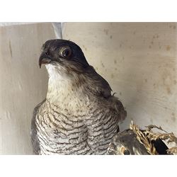 Taxidermy; Victorian cased pair of Sparrowhawks (Accipiter nisus), male and female full mounts, on a naturalistic setting, encased within an ebonised single pane display case, H40, W47cm, D19.5cm