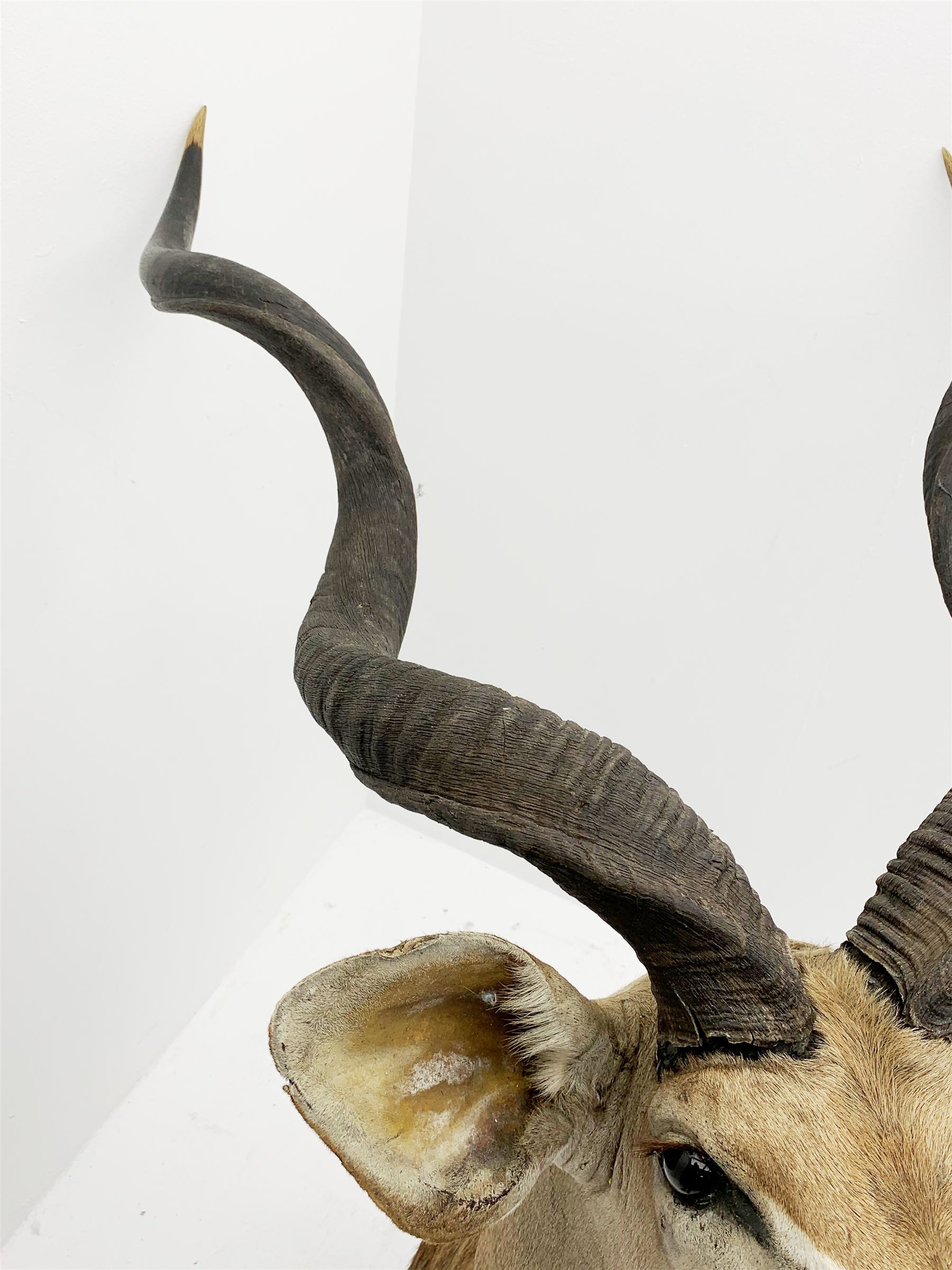 Taxidermy: Greater Kudu (Tragelaphus Strepsiceros), adult male shoulder mount, H170cm