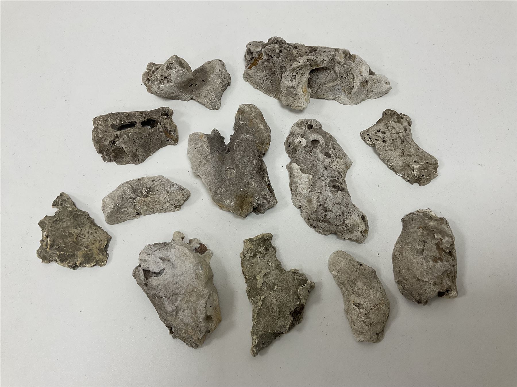 Large collection of Agatized Coral, largest H11cm (12)