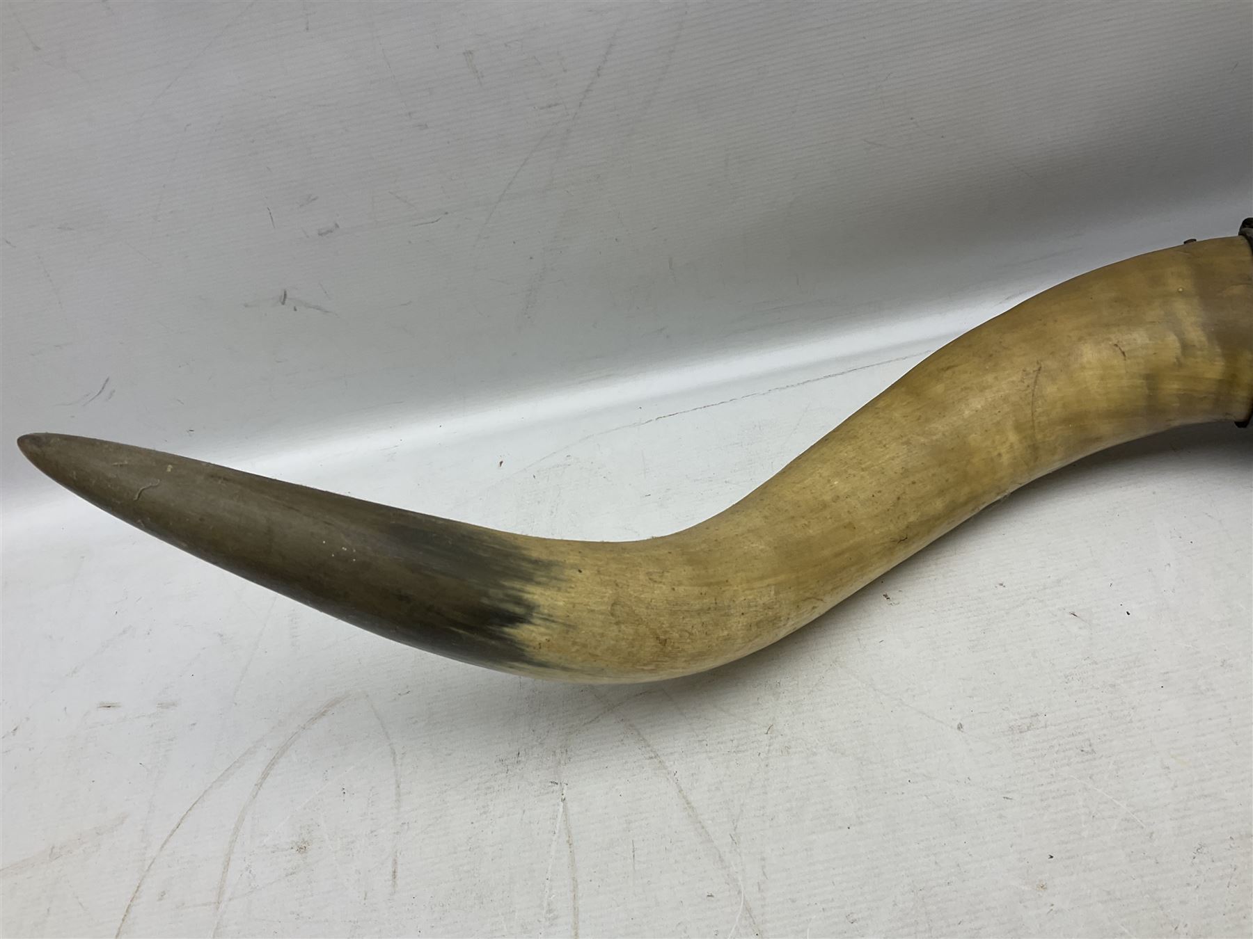 Antlers/horns; Pair of Bull Horns (Bos taurus), a large pair of bull