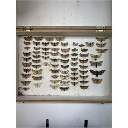 Entomology; Five storeboxes, four by the maker Watkins & Doncaster, together with setting boards and pins, two boxes containing moth specimens