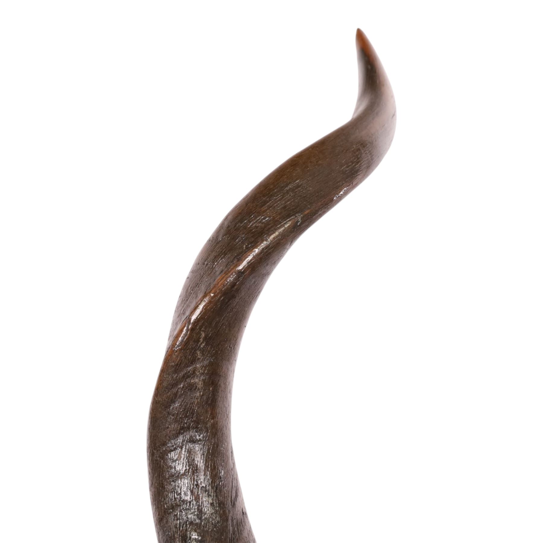 Horns/Antlers; pair of Kudu (Strepsiceros strepsiceros) horns, H95cm