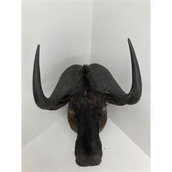 Taxidermy: Black Wildebeest (Connochaetes gnou), adult neck moult looking straight ahead, approximately H70cm