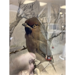 Taxidermy: Victorian cased Waxwing (Bombycilla garrulus), in naturalistic winter setting with snow covered groundwork and frosted branch with berries, set against a snowy painted backdrop, encased within an ebonised single pane display case, H39cm L50.5cm D18cm 