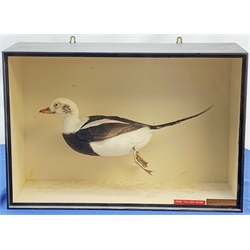 Taxidermy: A 20th century cased Long-Tailed Duck (Clangula hyemalis), full mount, modelled in swimming pose, encased within an ebonised single pane display case, H43cm L63.5cm D21cm 