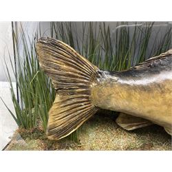 Taxidermy; Cased Mirror Carp (Cyprinus carpio carpio) a large preserved skin mount 
in a naturalistic setting set against blue painted back drop, enclosed within a glass bow fronted case, the interior bearing a label 'Carp Redmire Lake 12 lb 4 oz Oct 67' H42 cm W87 cm D27 cm