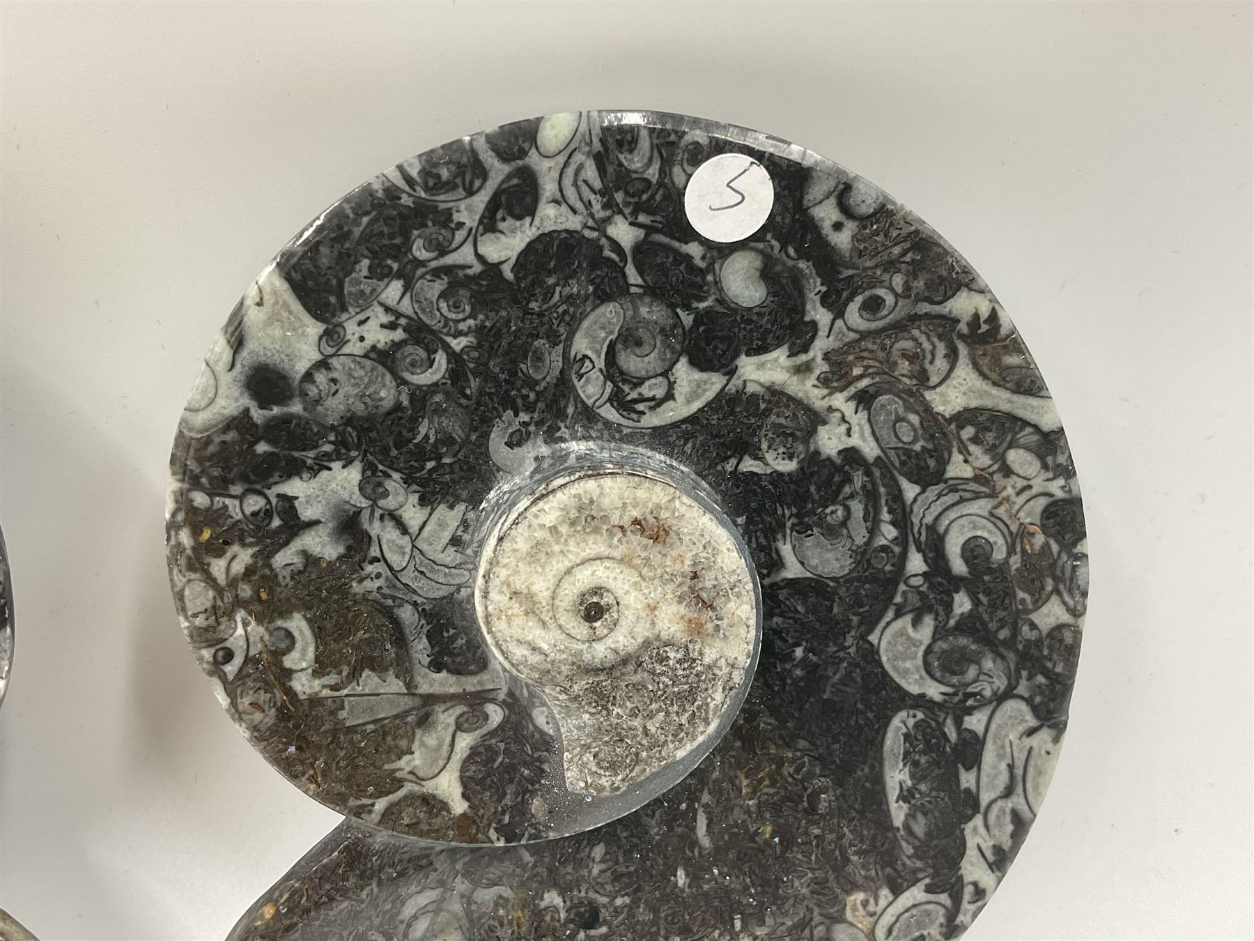 Pair of dishes in the form of ammonites with a raised Goniatite to the centre and Orthoceras and Goniatite inclusions, age: Devonian period, location: Morocco, D11cm