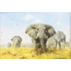  David Shepherd (British 1931-2017): African Elephants, oil on canvas signed, inscribed dedicated signed and dated 4/11/2000 verso 12cm x 17cm Provenance: purchased by the vendor at 'The David Shepherd Conservation Foundation' charity dinner in Harrogate 4th November 2000, where Shepherd conducted the auction  DDS - Artist's resale rights may apply to this lot    