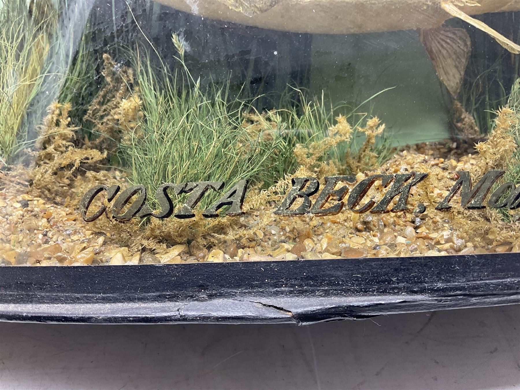 Taxidermy: Brown trout (Salmo trutta), skin mount set above a pebbled river bed with reeds and ferns, against blue painted back drop, enclosed within an ebonised bow-front display case, with 'Costa Beck May 27th 1911, Weight 2 1/2lbs', inscribed to the glass, H34cm, L58cm 