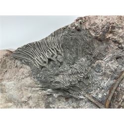 Crinoid sea bed plaque, with two crinoid specimens, probably Scyphocrinites elegans from the Silurian period, H39cm, L61cm