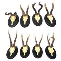 Taxidermy: Roe Buck, eight sets of antlers on matching ebonised oak shields inscribed and dated with early 20th century German script verso 