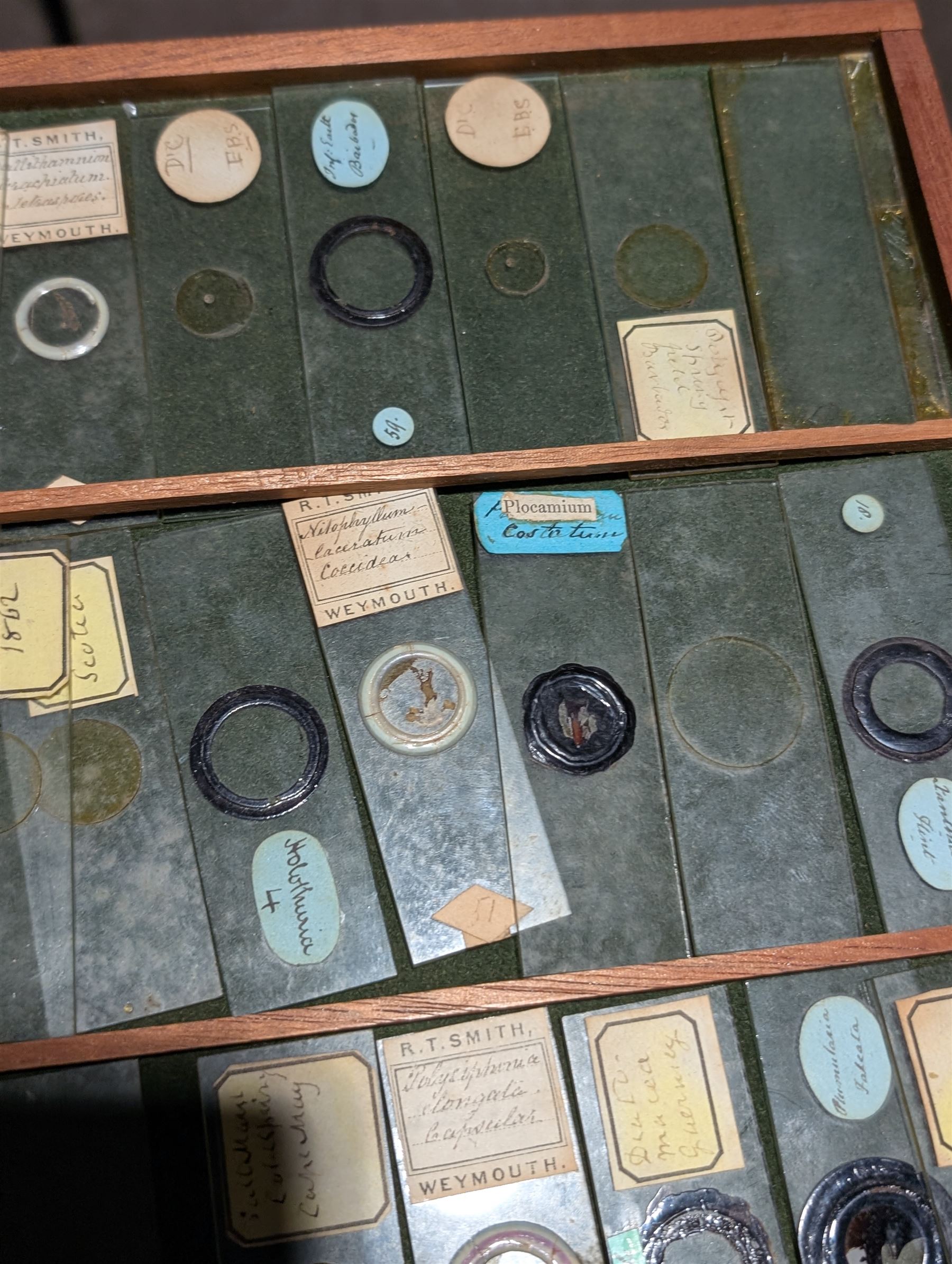Victorian collector's specimen cabinet, containing a number of prepared microscope slides including miniature photographs, animal and human pathological, physiological and histological specimens and botanical specimens, mostly annotated in ink, the cabinet with glazed door, the drawers with bone handles and lined with green felt, owned by Dr Arthur Bristow, together with a picture of the doctor, cabinet H43cm