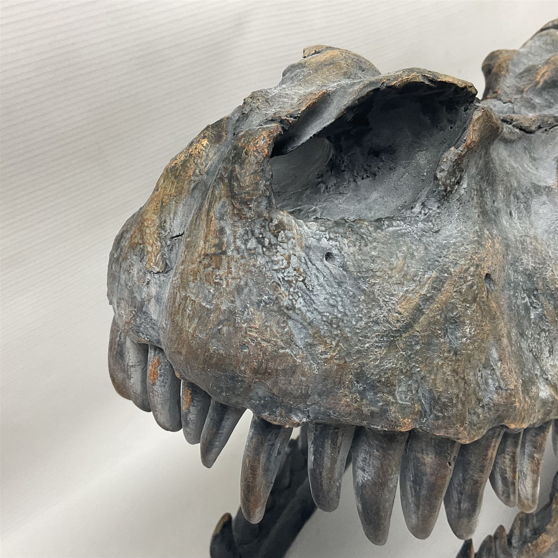 Composite model of a T-Rex dinosaur Skull, L50cms, H36cm 