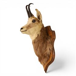 Taxidermy - Alpine Chamois (Rupicapra rupicapra), adult male shoulder mount with head facing front, mounted on wooden shield, H64cm