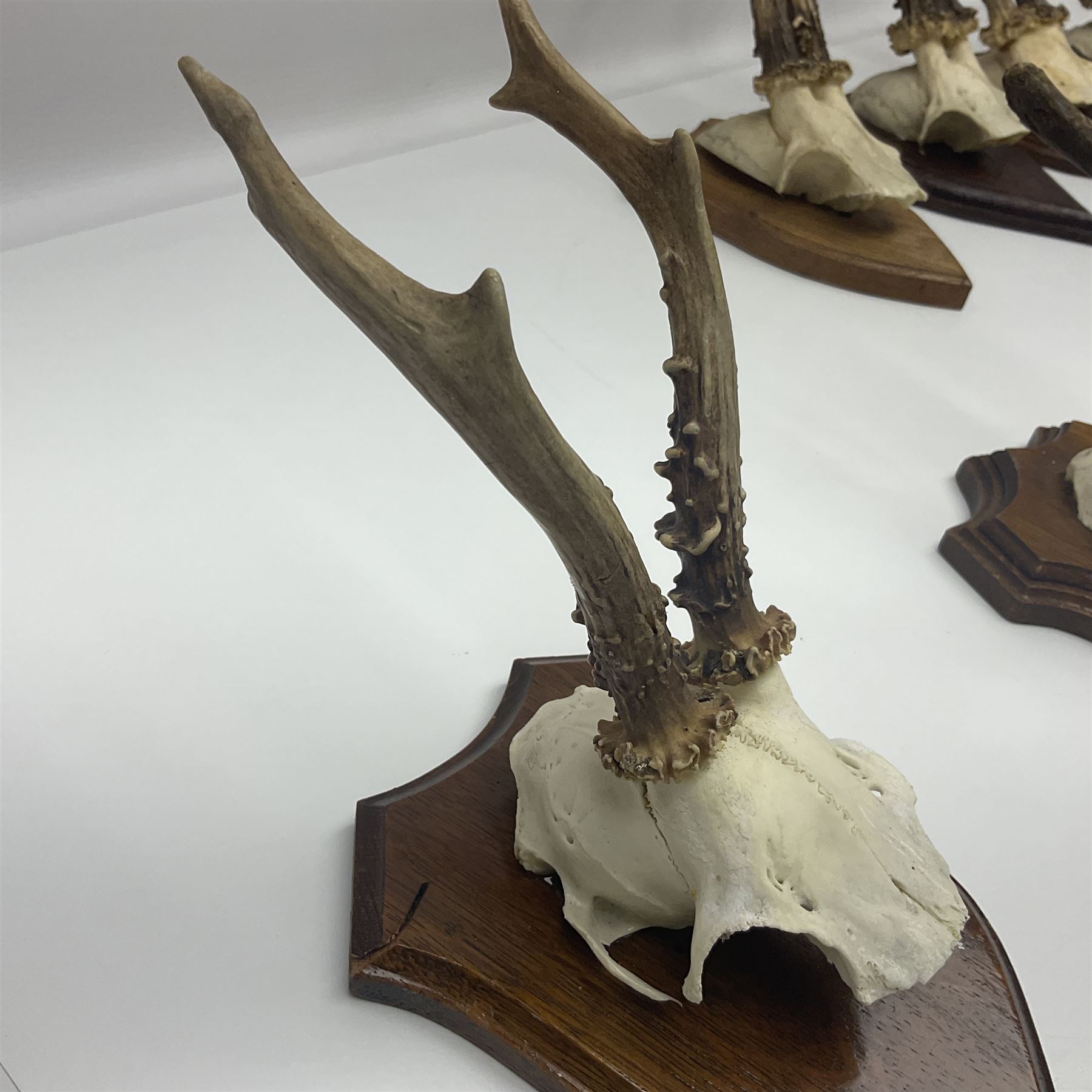Antlers/Horns: Roe Deer (Capreolus capreolus) ten pairs of roe deer antlers mounted upon wooden shields, shield H19cm 