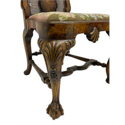 Pair of early 20th century Queen Anne design chairs, the cresting rail carved with scroll and central shell motif, shaped uprights and splat encased in cane work panels, shaped moulded seat frame with shell motif, floral needlework upholstered drop-in seat cushion, on shell carved cabriole supports with ball and claw feet, united by turned and shaped middle stretcher carved with acanthus leaf