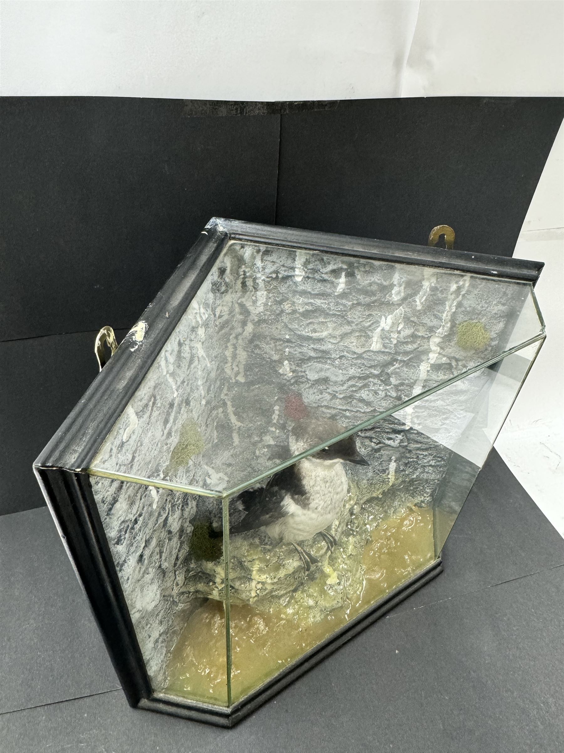 Taxidermy: Cased Little Auk (Alle alle), immature full mount, stood upon a painted faux rock ledge,the backdrop as a cliff with moss, enclosed within a ebonised angled four-glass display case, H32cm