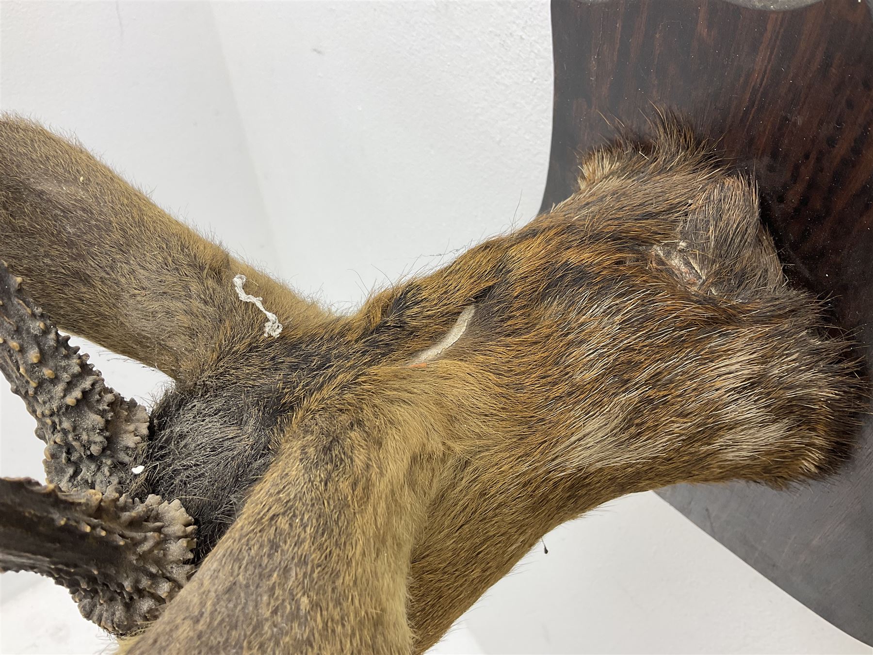 Taxidermy; Roe Deer (Capreolus capreolus), adult Roebuck neck mount looking straight ahead, mounted upon an oak shaped shield, together with a pair of Roe Deer antlers, with partial skull