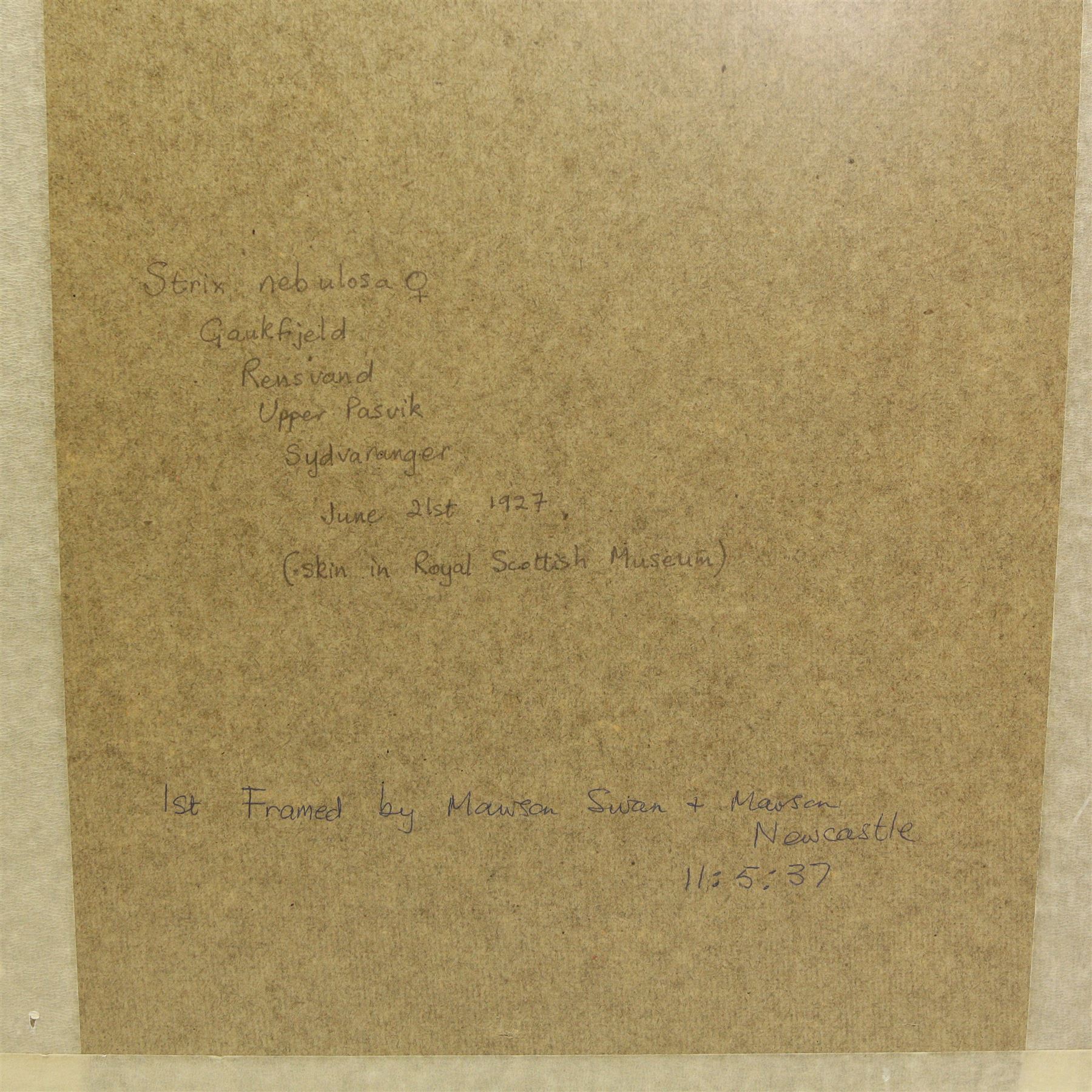 William Hutton Riddell (British 1880-1947): Owl with Mouse and Birds in a Birch Tree, pair watercolours and gouache signed  36cm x 22cm (2)