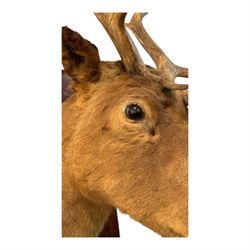 Taxidermy: Elk (Cervus Canadensis) shoulder mount looking straight ahead including an abnormal antler growth, upon a wooden shield, D60cm